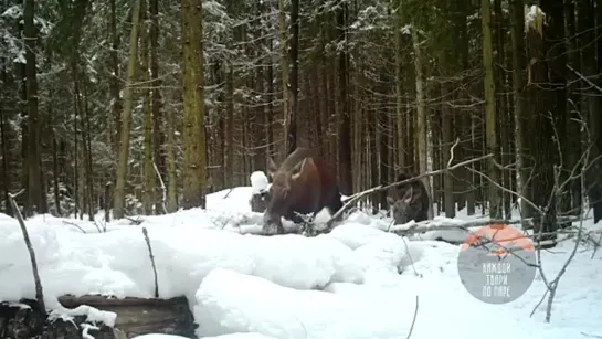 Лосиху с необычным окрасом запечатлели во Всеволожском районе