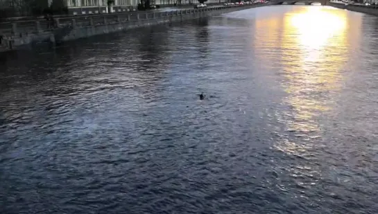 Спасение щенка Булочка и его хозяина в ледяной воде Фонтанки