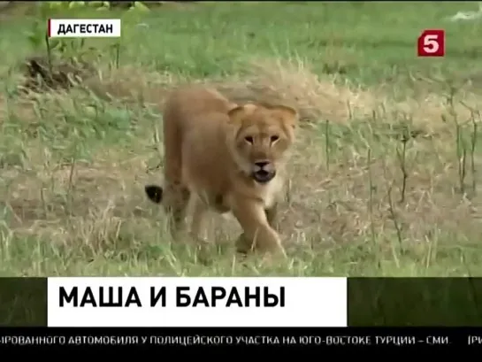 В Дагестанском ауле отару овец охраняет молодая львица