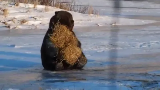 Этот медведь никогда не был так счастлив, пока не нашел тюк сена