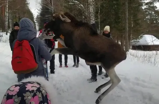 В нацпарке Зюраткуль лось напал на маленькую девочку