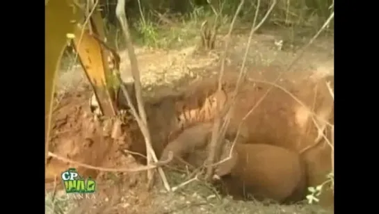 Мир  не  без  добрых  людей...  Спасение  слонихи  со  слонёнком.