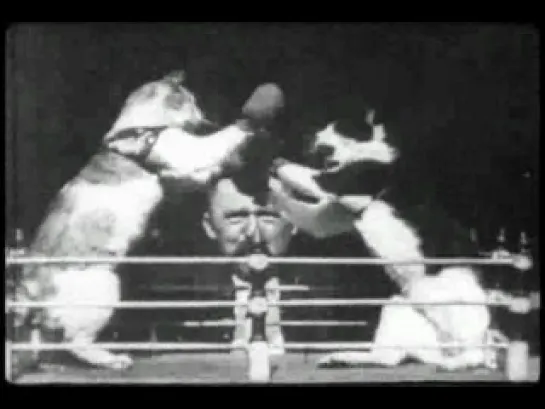 1894 Кошачий бокс / The Boxing Cats. Режиссёры: Уильям К.Л. Диксон, Уильям Хейз