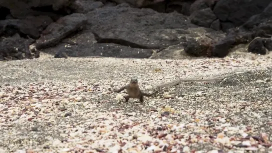 Iguana chased by snakes - Planet Earth II_ Islands - BBC One