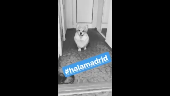 Алексей Воробьев в Москве: Элвис-Мэлвис #halamadrid Istagram Stories 04.06.2017