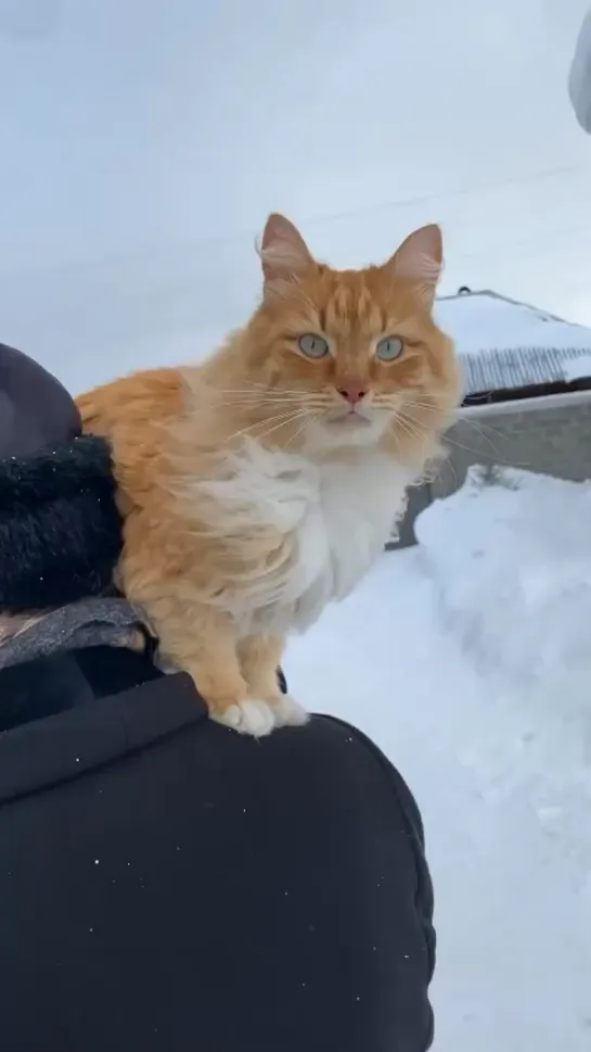 Видео от Шутим с любовью 🥰