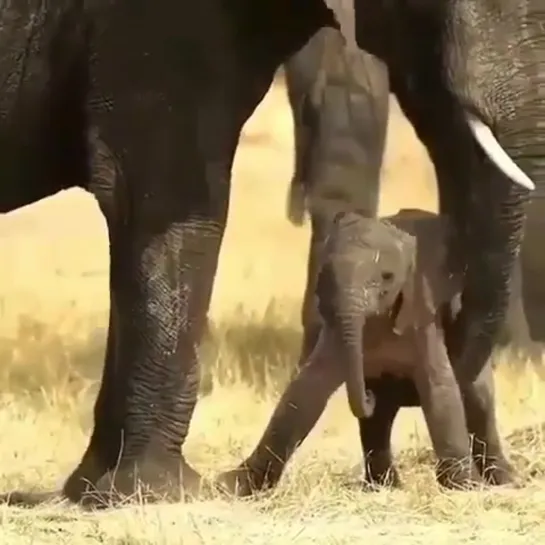 #СПАСИЭКОЛЬ / Новорожденный слон / Всемирный день слонов / @carolewildlife