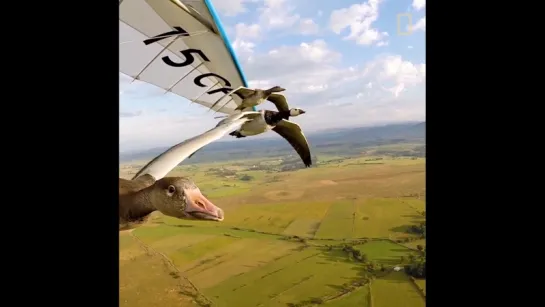 Weather permitting, pilot Christian Moullec soars with birds on an almost daily basis—and you can join him.