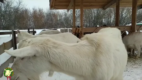 Выживание. Сделай сам. Умелые руки. Козоводство. Беременная коза. Кормление, содержание, уход