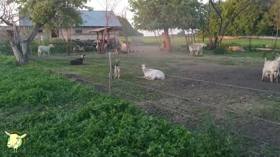 Выживание. Сделай сам. Умелые руки. Козоводство  Сколько молока даёт коза Заанены или нубийцы