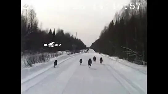 Давят волков заживо в Архангельской области