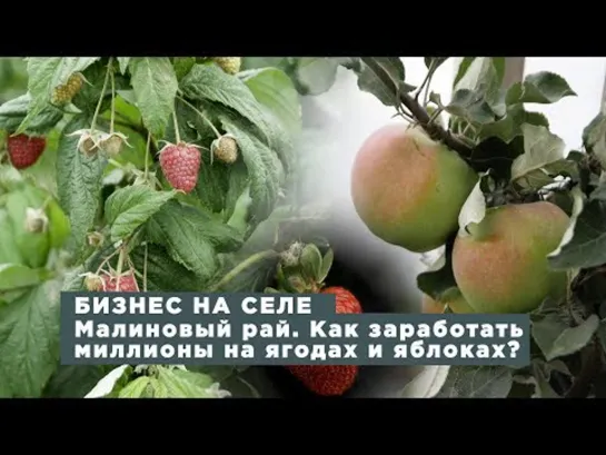 Бизнес на селе #39. Малиновый рай. Как заработать миллионы на ягодах и яблоках?