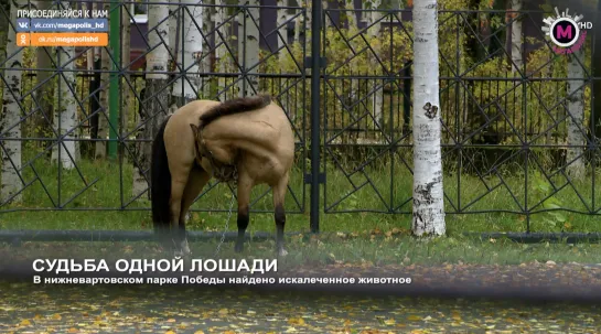 Мегаполис - Судьба лошади - Нижневартовск