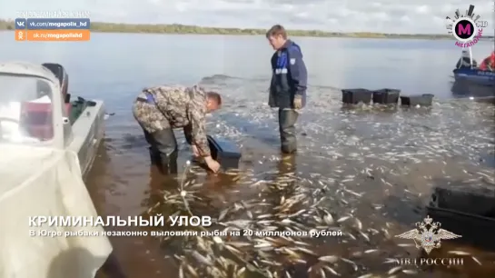 Мегаполис - Криминальный улов - Берёзовский район