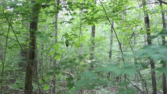 Screaming sounds in the woods, rocks thrown at camera - Georgia, 2013