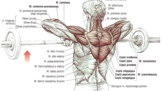 ПЛЕЧИ. 10 Фактов. Тренировки, Биомеханика, Анатомия.