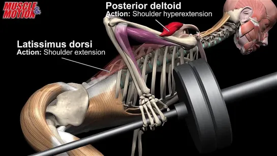 One Arm Landmine Row Watch all active muscles