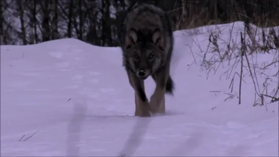 Wardruna - Algir - Tognatale