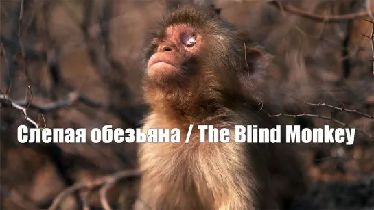 "Слепая обезьяна / The Blind Monkey"