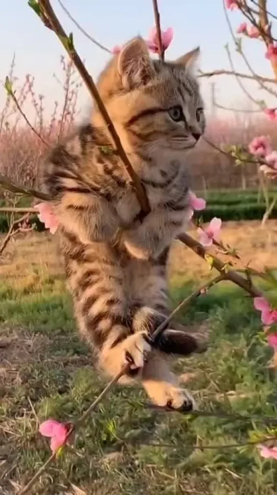 Cat Flower