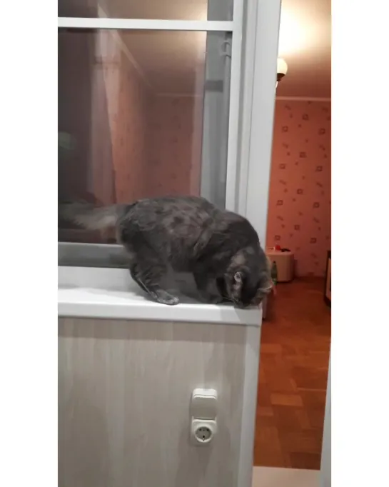 КОза 😼