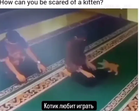 Котик любит играть 😄