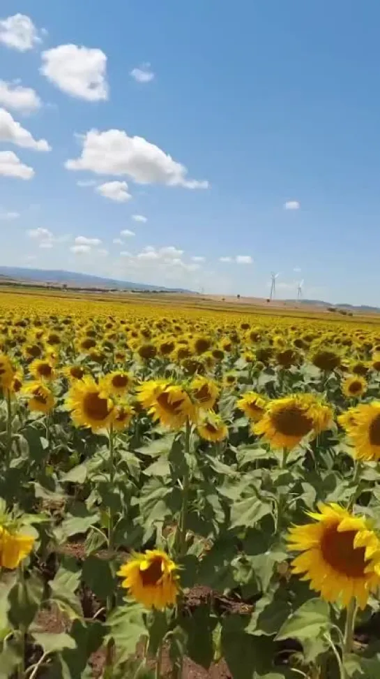 Вечеринка подсолнухов 🌻