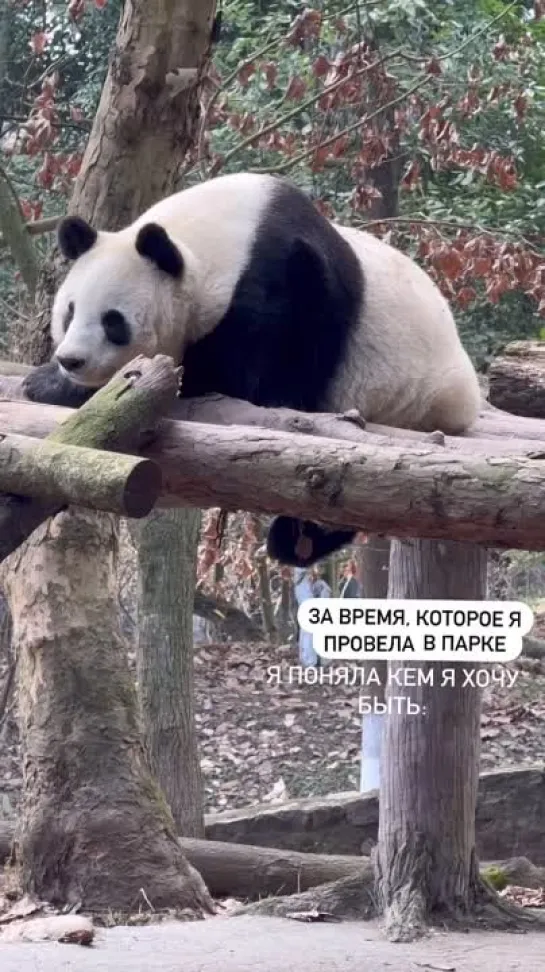 🐼🥰