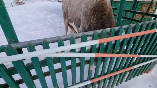 Видео от Монастырь Оптина пустынь