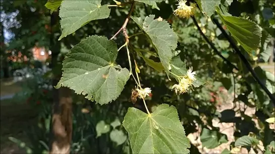 Липовый цвет в дачном комплексе Сарапула