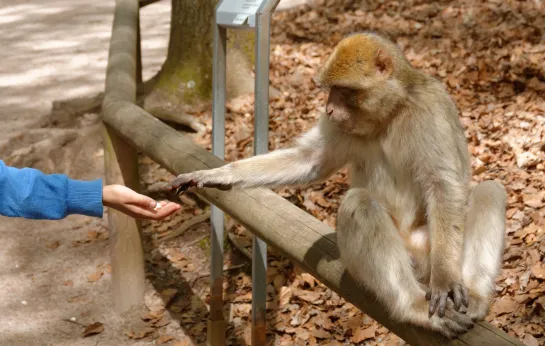 Monkeys Reacting to Magic For The First Time ! New Funniest Animals