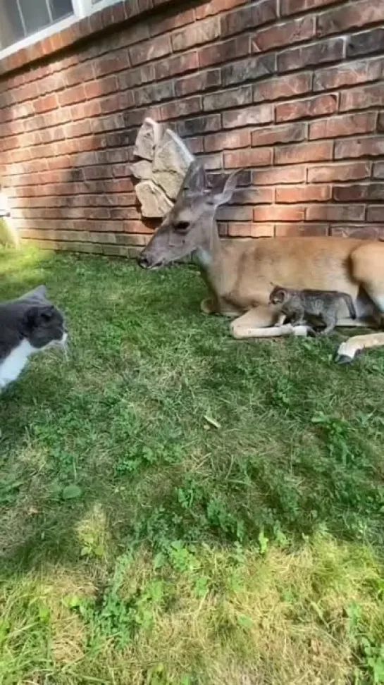 Quand on a les pattes pas assez longue voilà ce qui arrive