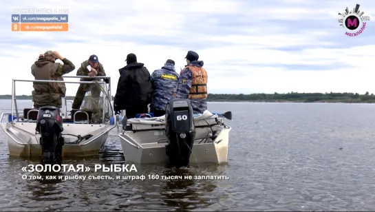 Мегаполис - “Золотая” рыбка - Нижневартовск