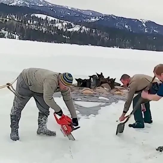 Когда люди не смогли пройти мимо и пришли на помощь