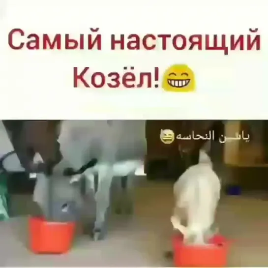 Настоящий козёл!