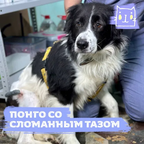 Пес Понго со сломанным тазом