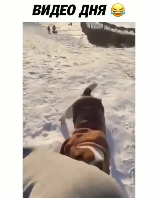 Видео дня