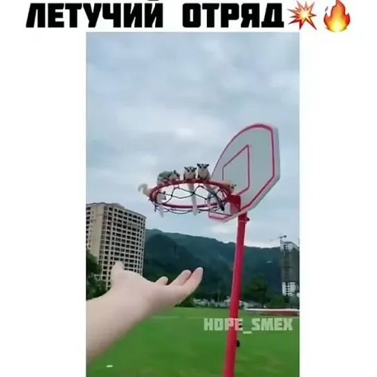 Отряд белок