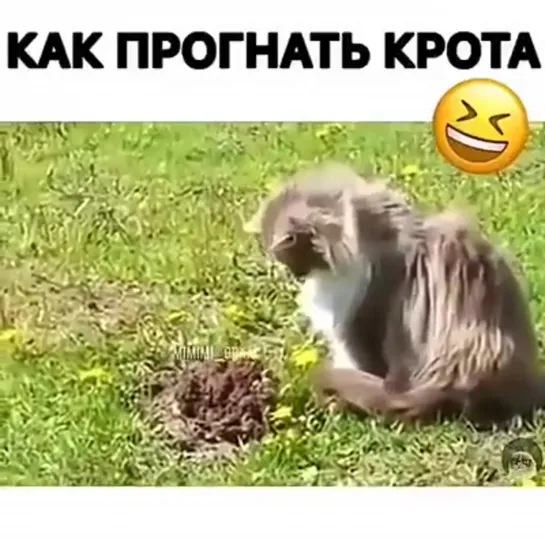 Конкретный кротопер! 🤣🤣🤣🤣🤣🤣🤣🤣