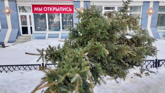 Спилили елочку — в центре Самары больше месяца лежит «бесхозное» дерево.