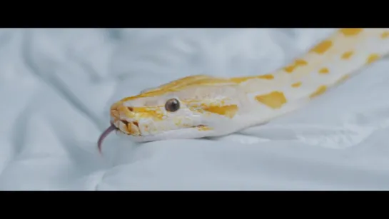 HUSH - Snake