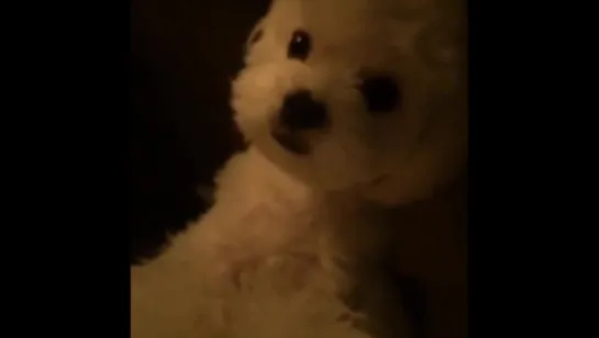 151114 Z.tao Instagram update with candys video【hahahahahahaha】