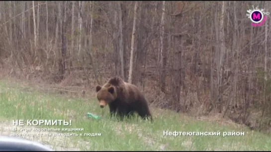 Медведи разгулялись