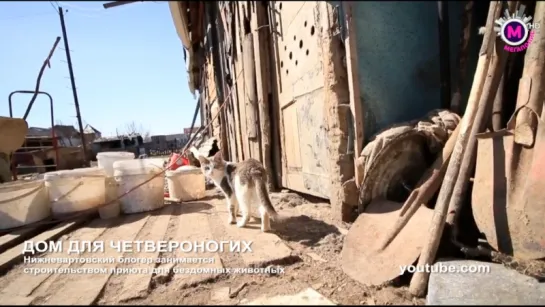 Волонтеры строят вольеры