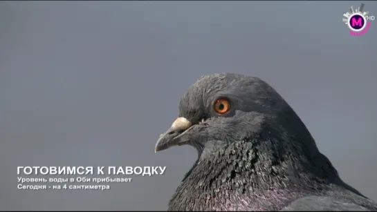 Уровень воды на 17 мая