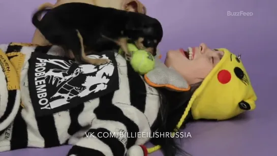 Billie Eilish Plays With Puppies While Answering Fan Questions (русская озвучка)