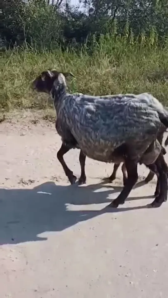 Видео от Юрия Зверева