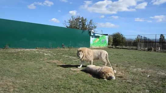 00 Лев ЗАПРЫГНУЛ в МАШИНКУ и выгнал всех людей! Тhe lion jumped into the car! Тайга