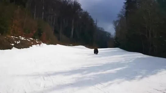 0 Skiing with the bear on the slope - 09.03.21, Partia Cocosul Predeal Romania, by