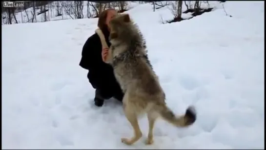 и Волки помнят добро